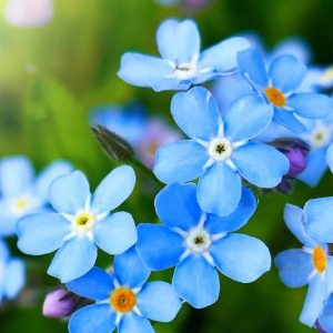 5,000+ Blue Forget Me Not Seeds for Planting | Easy to Grow Wildflower Seeds | Made in USA, Ships from Iowa.