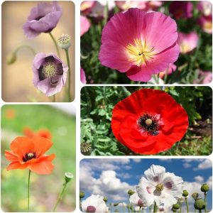 10000+ Mix Color California Poppy Flower Seeds for Planting Open-Pollinated Non GMO, Year Round Planting (Pink, Red, White, Yellow)