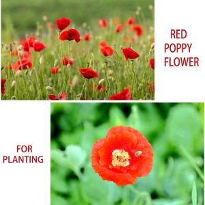 10000+ Mix Color California Poppy Flower Seeds for Planting Open-Pollinated Non GMO, Year Round Planting (Pink, Red, White, Yellow)