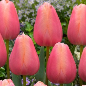 Single Late Menton Tulip – Spring Beauty, Perennial Tulip Bulbs for Planting | Perfect Addition to Any Garden – Spectacular Tulip Blooms (6 Pack)