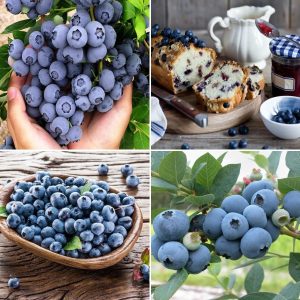 500+ Blueberry Seeds for Planting