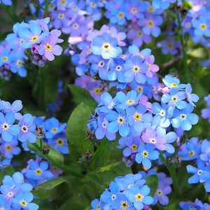 5,000+ Blue Forget Me Not Seeds for Planting | Easy to Grow Wildflower Seeds | Made in USA, Ships from Iowa.