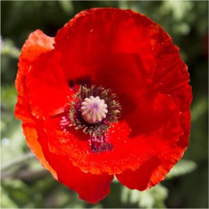 100,000+ Red Poppy Corn Poppy Seeds for Planting (Papaver rhoeas) Attracts Pollinators, Red Blooms Bulk