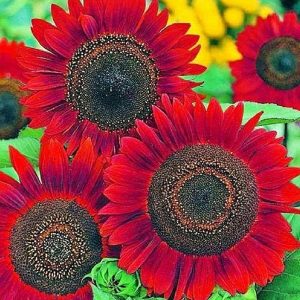 Sunflower Seeds for Planting – Grow Red Velvet Queen Sun Flowers in Your Garden – 25 Non GMO Heirloom Seeds – Full Planting Instructions for Easy to Grow – Great Gardening Gifts (1 Packet)