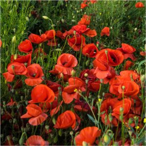 100,000+ Red Poppy Corn Poppy Seeds for Planting (Papaver rhoeas) Attracts Pollinators, Red Blooms Bulk