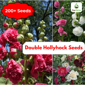 Hollyhock seed