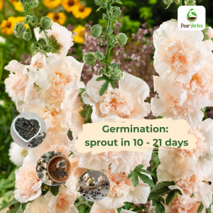 Hollyhock seed