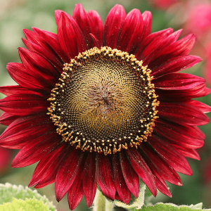 CHOCOLATE CHERRY