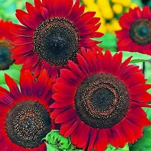 RED VELVET